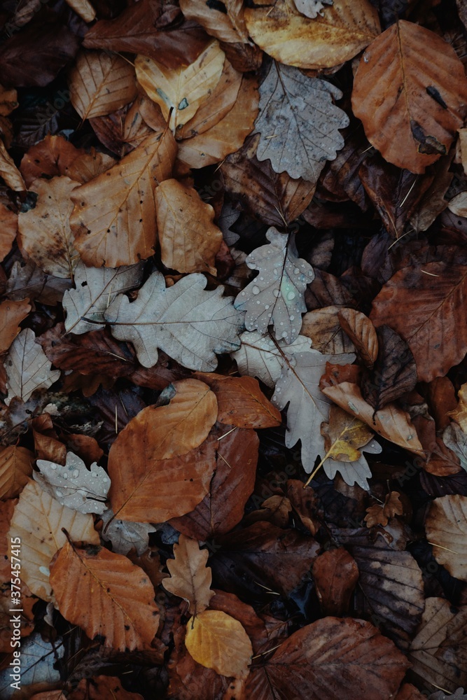 autumn leaves background