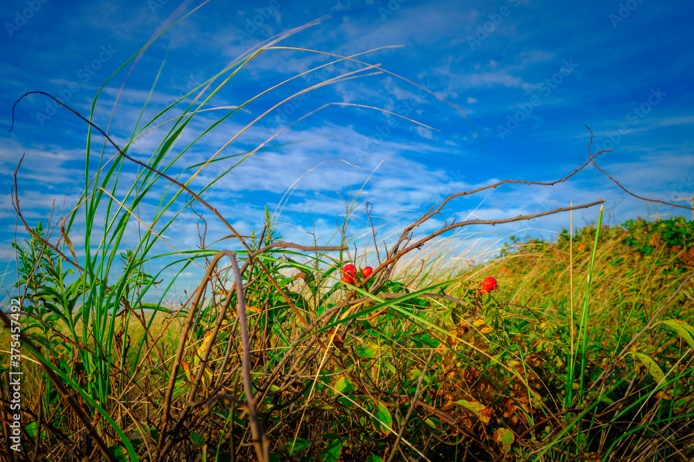 Bush of tall green grass, red rose hip plants, and dried vine twigs against blue cloud filled summer sky at Cape Cod beach Bush of tall green grass, red rose hip plants, and dried vine twigs against blue cloud filled summer sky at Cape Cod beach