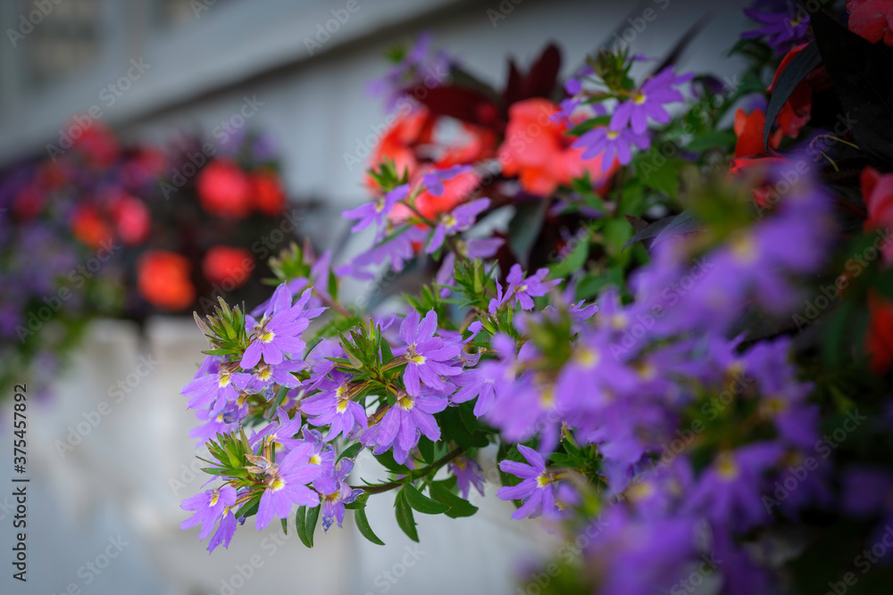 Purple Scaevola Aemula and red flowers blooming in window boxes on white blurred wall background