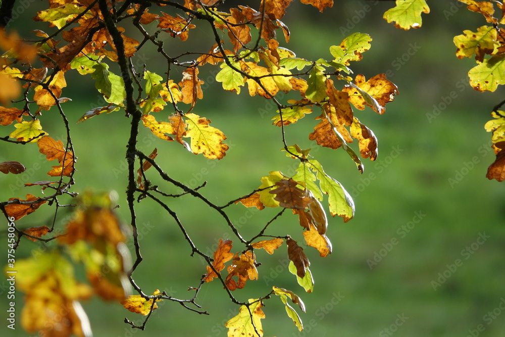 Obraz premium Buchenzweige im Herbst