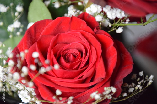 ramo de rosas rosas detalle fotograf  a