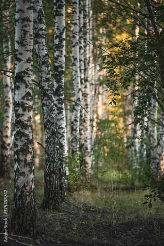 Birch grove in the evening sunset light