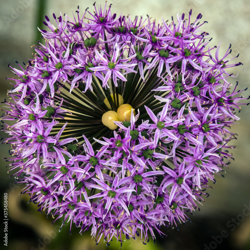 Allium, flower 2, Lochwinnoch, Renfrewshire, Scotland photo