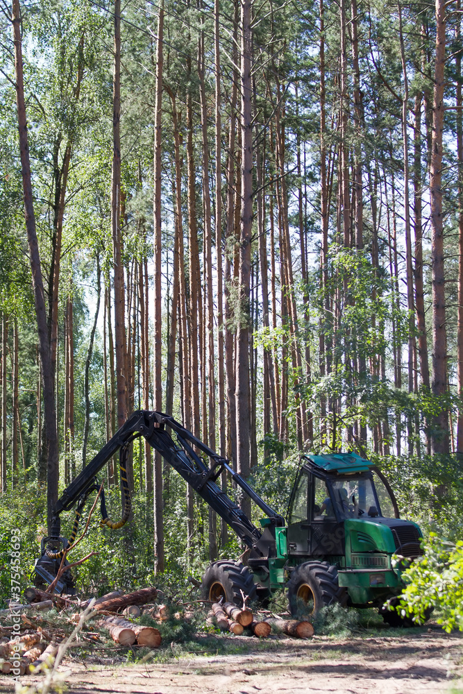 Logging machine at work during the clearing of the plantation. Wheel harvester for sawing trees and cutting down forests. Loggers, modern loggers. Logging machine. Ttractor and saw. Logging machine at work during the clearing of the plantation. Wheel harvester for sawing trees and cutting down forests. Loggers, modern loggers. Logging machine. Ttractor and saw.