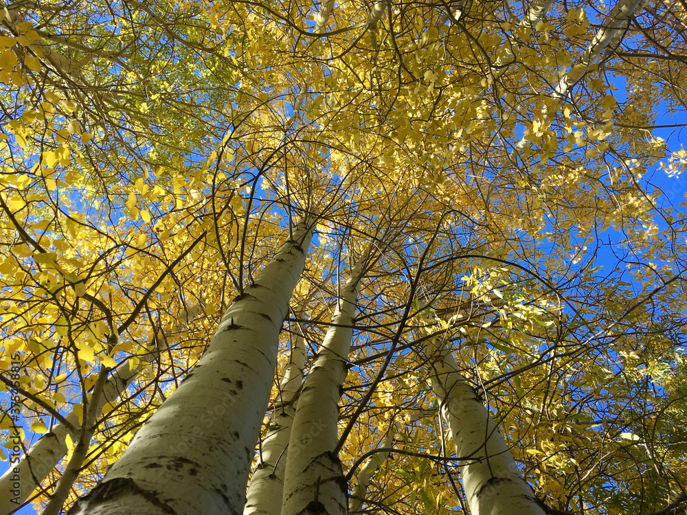 Fototapeta premium Looking up at a grove of aspen with fall colors near Lake Tahoe, California