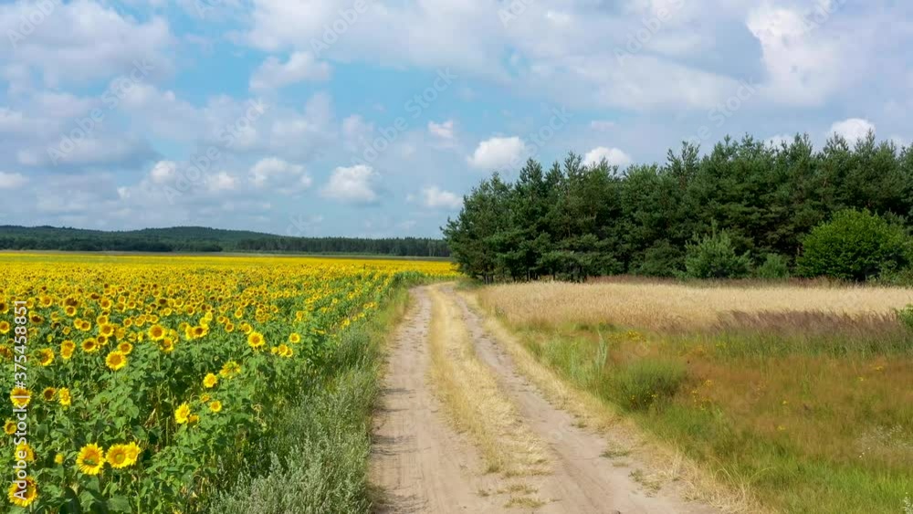Beautiful sunflowers field aerial shot Beautiful sunflowers field aerial shot