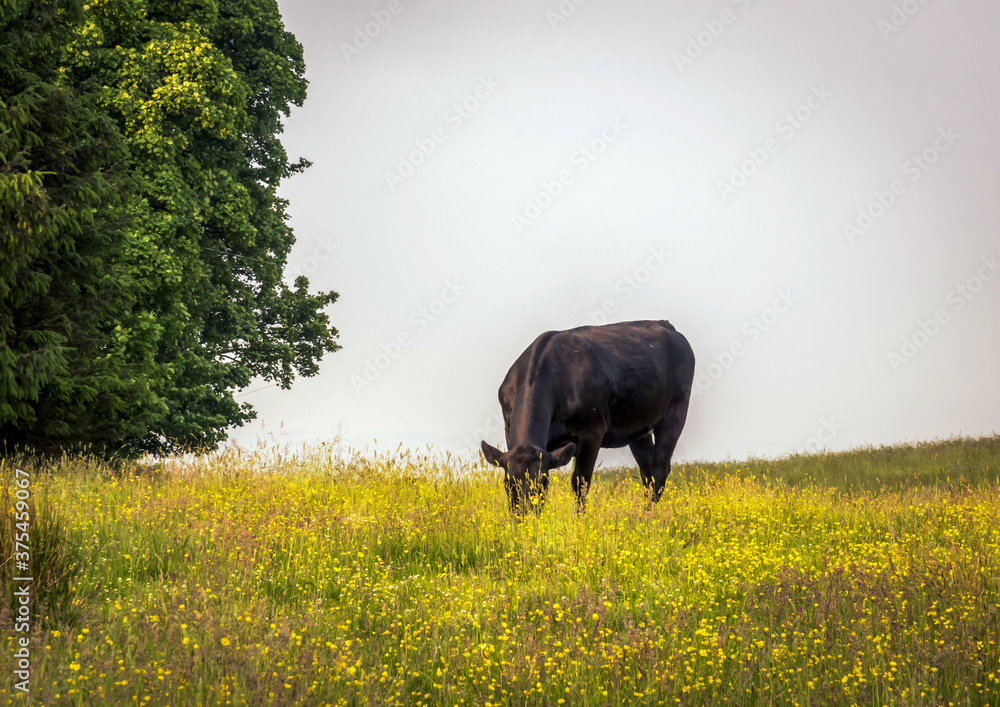 Cow, Lochwinnoch, Renfrewshire, Scotland, UK