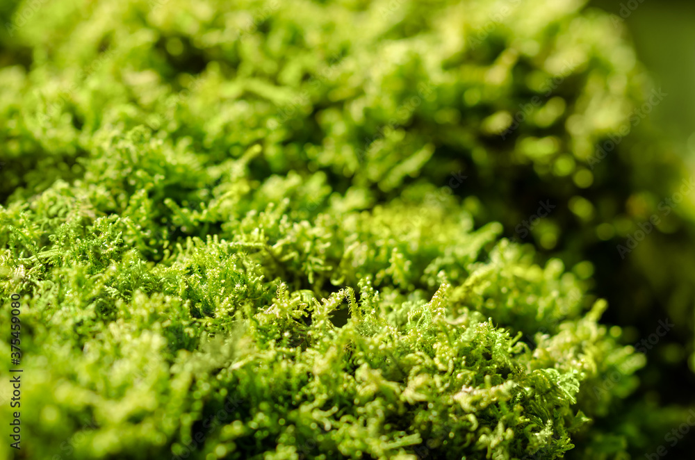 Fresh green moss on a stone in a forest. Small, non-vascular flowerless plants that typically form dense green clumps or mats, often in damp or shady locations. Bryophyta. Close-up macro photo. Fresh green moss on a stone in a forest. Small, non-vascular flowerless plants that typically form dense green clumps or mats, often in damp or shady locations. Bryophyta. Close-up macro photo.