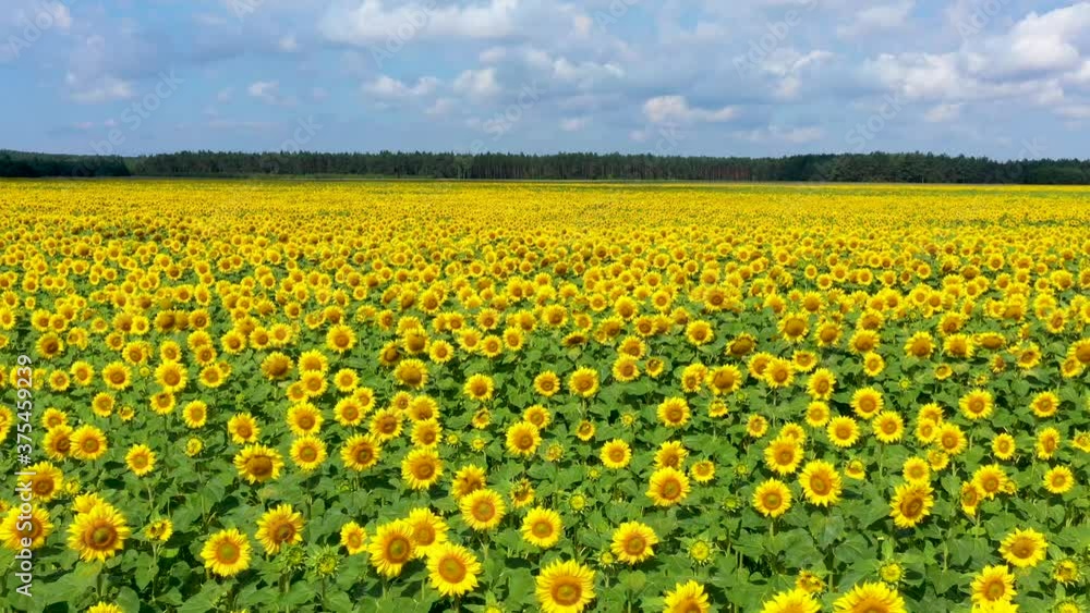 Beautiful sunflowers field aerial shot Beautiful sunflowers field aerial shot