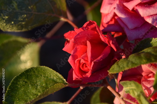 rosa roja en el jard  n