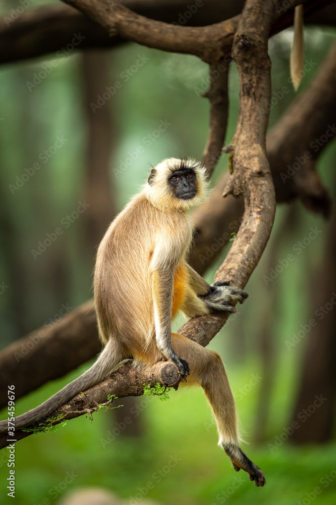 Obraz premium Gray langurs or Hanuman langurs or indian langur or monkey in natural green background during monsoon season safari at ranthambore national park or tiger reserve rajasthan india