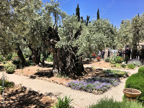 The Garden of Gethsemane in Jerusalem © Simon Edge