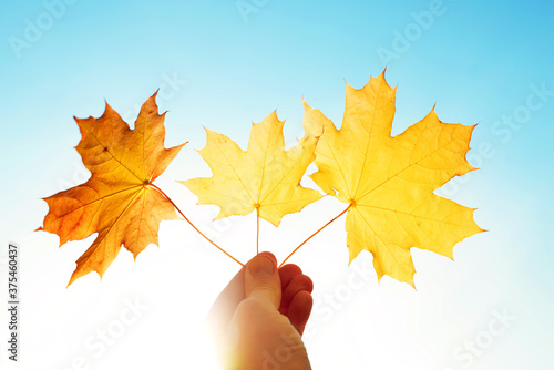 Bright autumn background. Hand holding yellow maple leaves on a blue sky background  soft focus