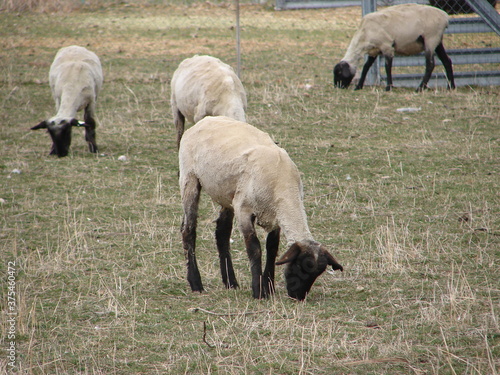 sheep in a pasture grazing on grass