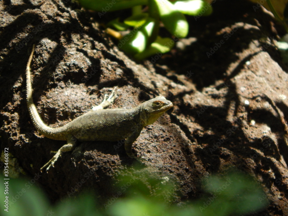 Naklejka premium Lagarto