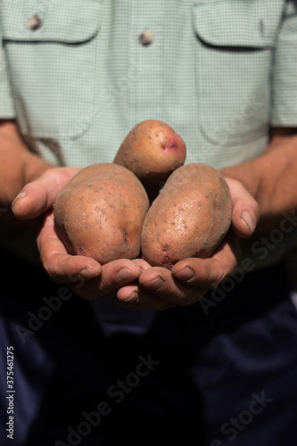 A man in a green shirt holds in his hands a few potato tubers, harvesting. Agriculture concept