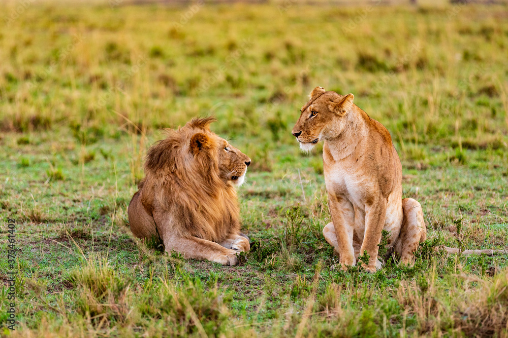 Masai Mara in Kenia, Löwen in der Serengeti von Kenia, Safari in Afrika.