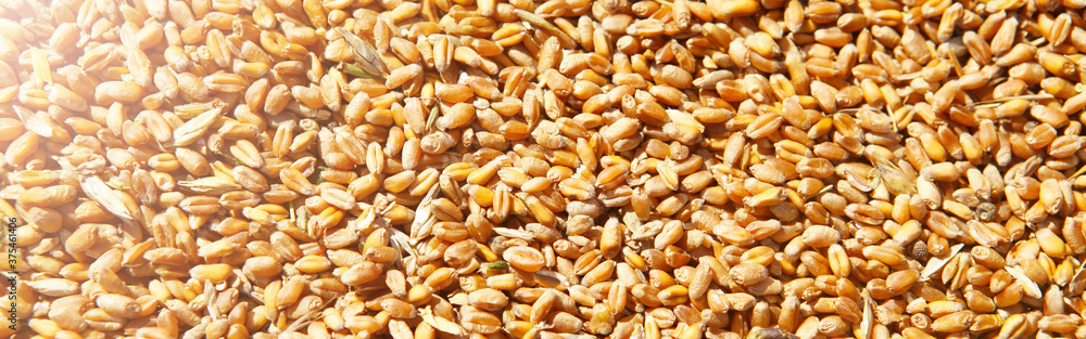 Wheat grains in the form of an agricultural background. Wheat grains in the form of an agricultural background.