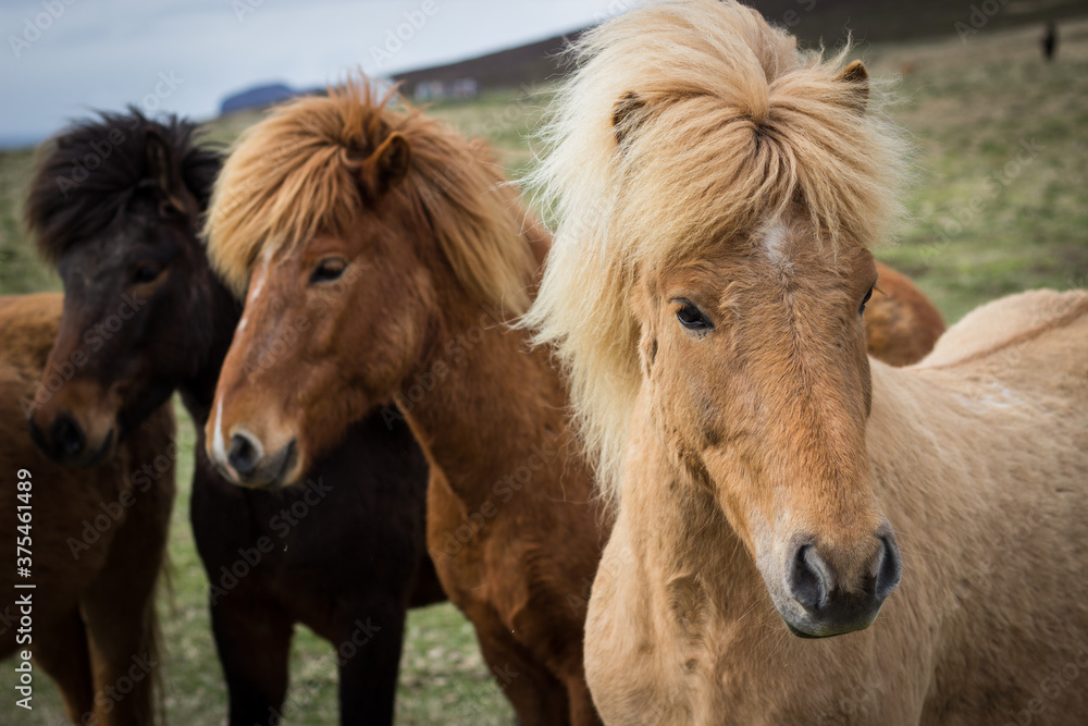 Fototapeta premium Caballos Islandeses