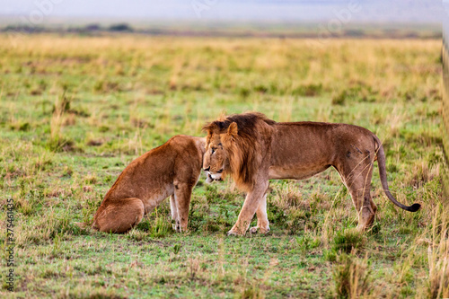  Serengeti von Kenia eine Safari in Tansania, Löwen in der Masai Mara in Kenia.