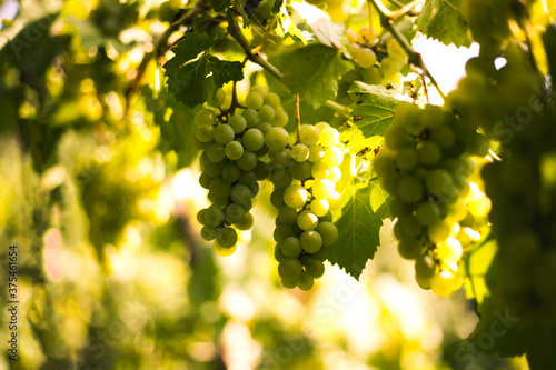 the white grapes at vineyard