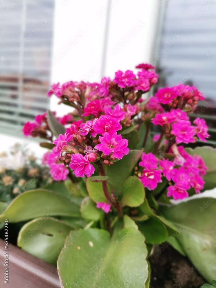 pink hydrangea flowers pink hydrangea flowers