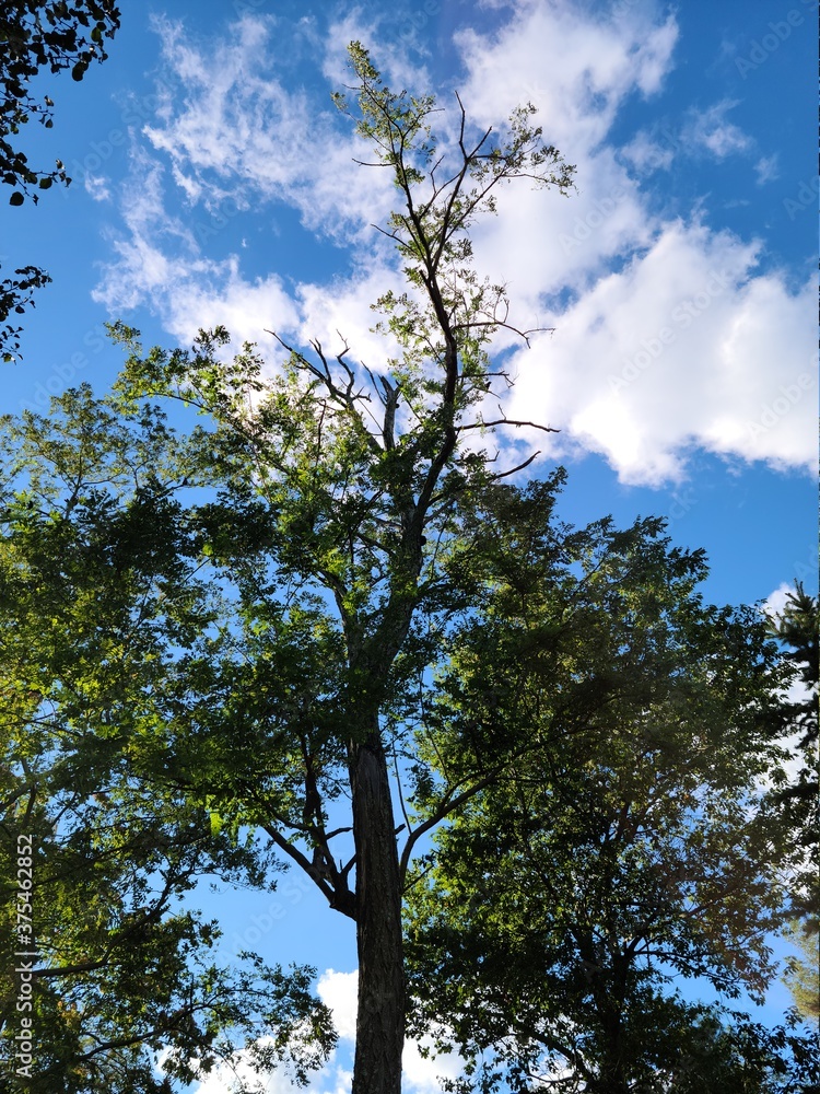 Fototapeta premium tree and sky