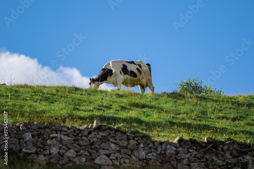 Vaca frisona pastando