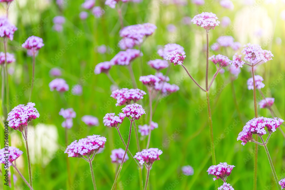 Verbena Bonariensis is a purple flower, hydrangea in the background. Verbena Bonariensis is a purple flower, hydrangea in the background.