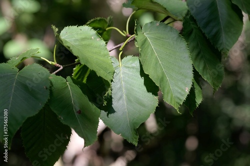 Leaves of a monarch birch, Betula maximowicziana photo