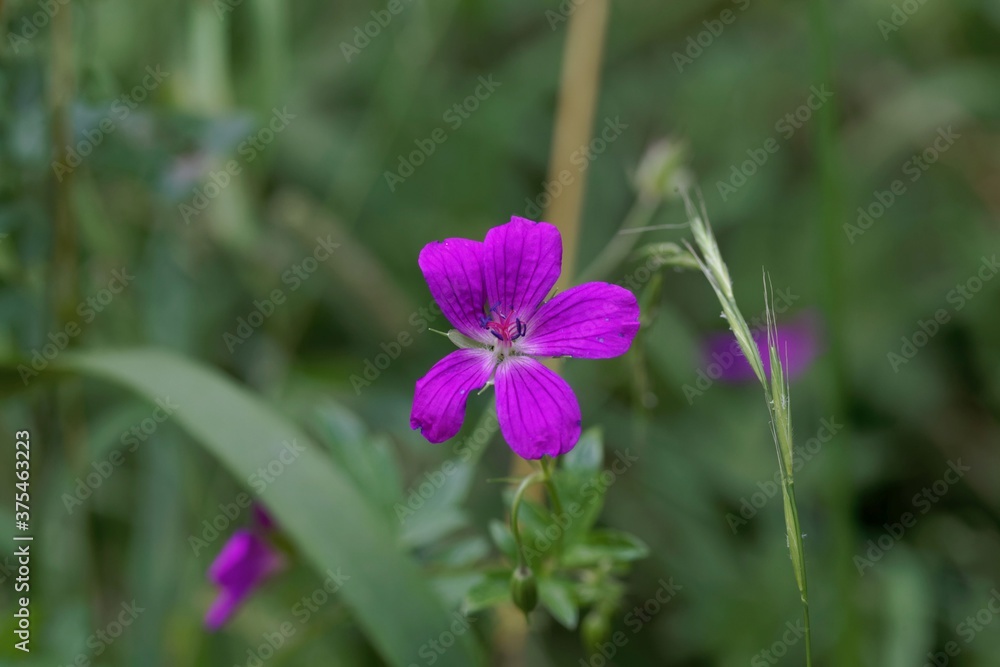 Flower of a marsh cranesbill, Geranium palustre Flower of a marsh cranesbill, Geranium palustre