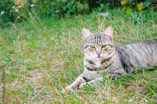 Wallpaper Mural Street cat in flower bed. Gray fluffy cat is sitting in the green grass. Torontodigital.ca