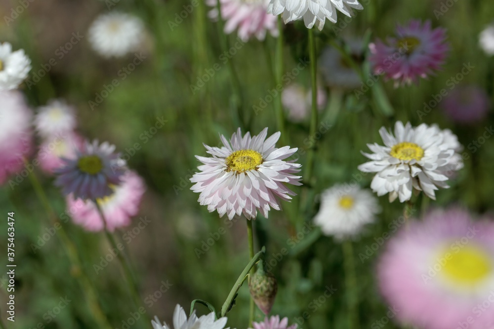 Flowers of Helipterum roseum plants Flowers of Helipterum roseum plants