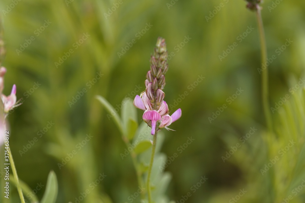 Flower of a common sainfoin, Onobrychis viciifolia Flower of a common sainfoin, Onobrychis viciifolia