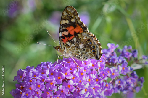 Painted Lady Butterfly on Purple Butterfly Bush Flower, Close Up Profile