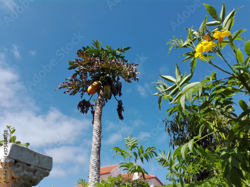 Sunny day in Tennerifa, with papaya and flowers in front of architectural elements