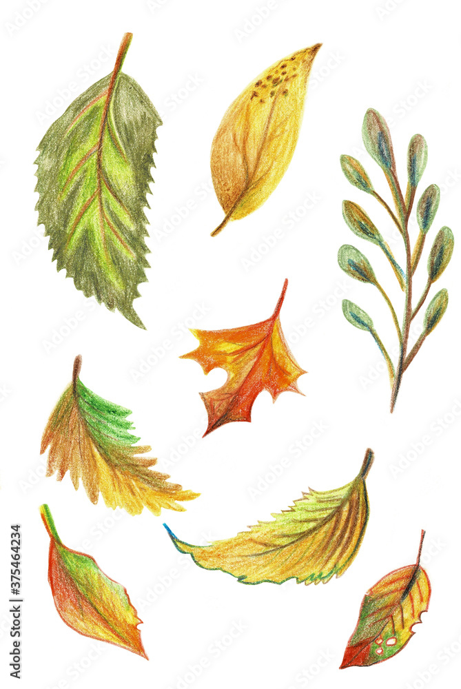 Fototapeta premium Illustration, a set of bright autumn leaves. Hand-drawn.