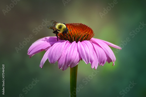 Bumble Bee Pollinating Purple Coneflower with Soft Blurry Background, Close Up,