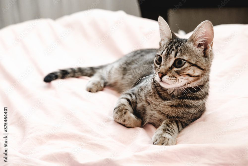 Gray striped tabby kitten playing on the bed. Young short-haired cat lying on a pink plaid. Gray striped tabby kitten playing on the bed. Young short-haired cat lying on a pink plaid.
