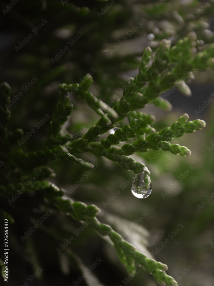 Close-up picture of drop of water on the tip of soft green foliage among branches of a thuja tree after rain in the garden Close-up picture of drop of water on the tip of soft green foliage among branches of a thuja tree after rain in the garden