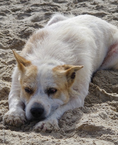 dog on the beach photo