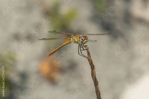 A large dragonfly on top of a plant on the Black sea coast in Gelendzhik.