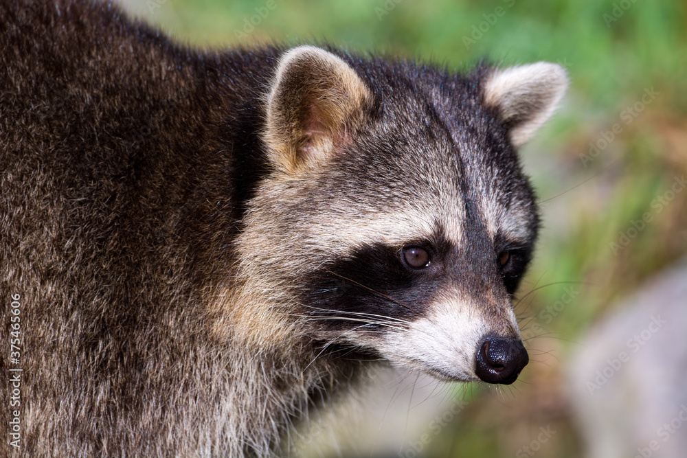 Waschbär Makro