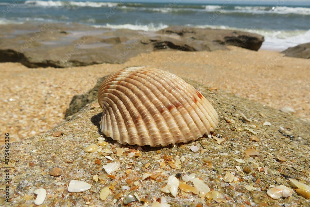 Beautiful seashell on ocean background in Atlantic coast of North Florida Beautiful seashell on ocean background in Atlantic coast of North Florida