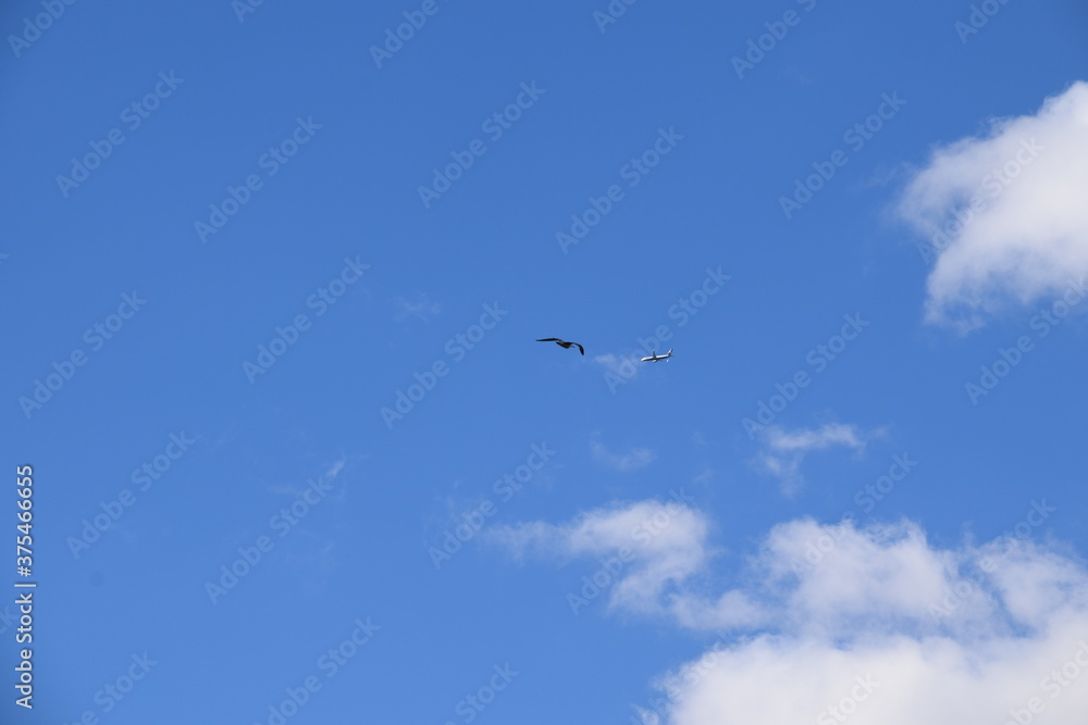 Ave volando en el cielo azul con nubes Ave volando en el cielo azul con nubes