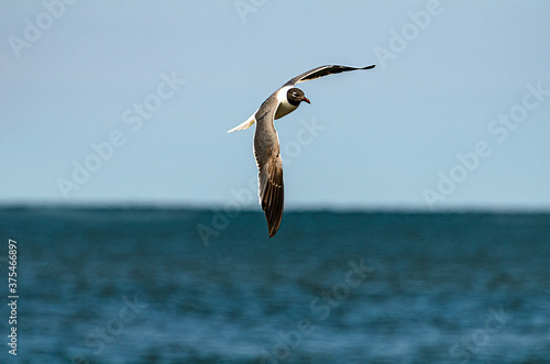 Seagull in flight