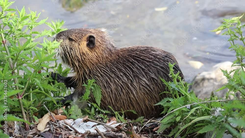 The Coypu (Myocastor Coypus) also know as the Nutria is a Large, Herbivorous Semiaquatic Rodent. River Rat Eating Green Plant on the Shore of Vltava River in Prague. The Coypu (Myocastor Coypus) also know as the Nutria is a Large, Herbivorous Semiaquatic Rodent. River Rat Eating Green Plant on the Shore of Vltava River in Prague.
