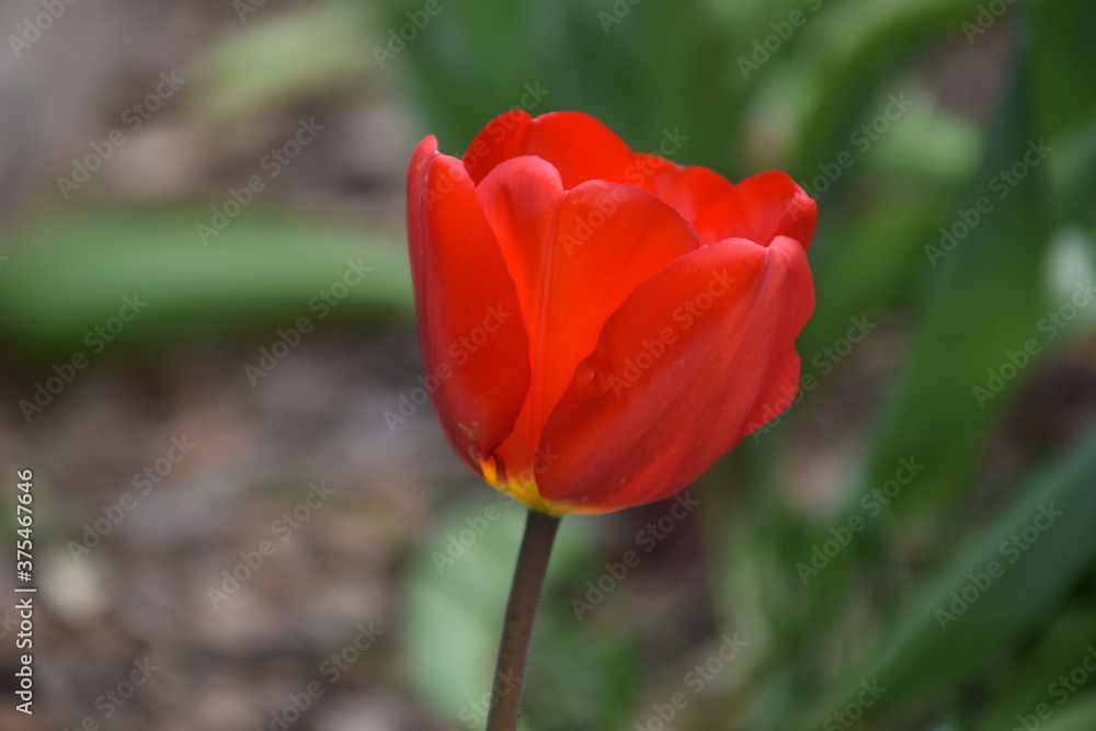 Tulipán rojo en el jardín