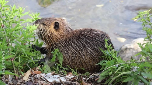 The Coypu (Myocastor Coypus) also know as the Nutria is a Large, Herbivorous Semiaquatic Rodent. River Rat Eating Green Plant on the Shore of Vltava River in Prague. photo