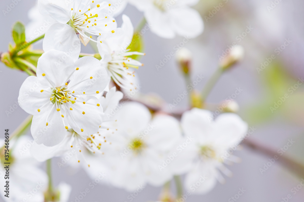 A beautiful photo of spring cherry blossoms. Copy space for text. Postcard layout. A beautiful photo of spring cherry blossoms. Copy space for text. Postcard layout.